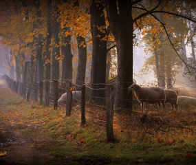 Herfstwandeling Astrid Velthuis