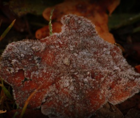 Herfstwandeling Astrid Velthuis