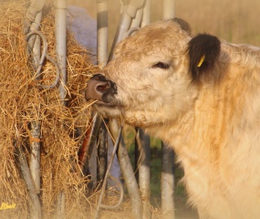 Herfstwandeling Astrid Velthuis