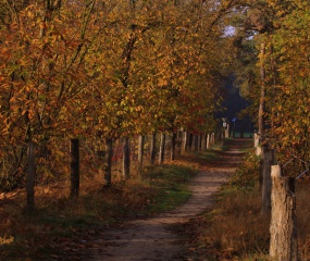 Herfstwandeling Astrid Velthuis