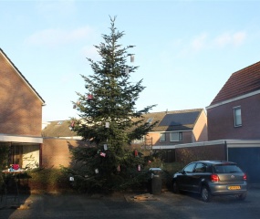 Kerstboom West-Hofkamp