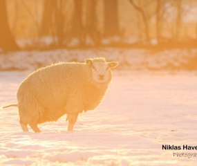 Winters sfeerbeeld door Niklas Haverkate