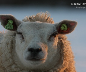 Winters sfeerbeeld door Niklas Haverkate