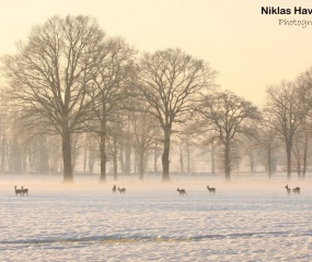 Winters sfeerbeeld door Niklas Haverkate