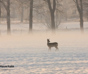 Winters sfeerbeeld door Niklas Haverkate