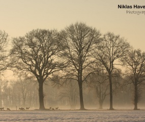 Winters sfeerbeeld door Niklas Haverkate