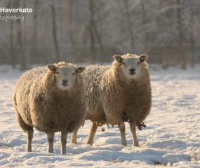 Winters sfeerbeeld door Niklas Haverkate