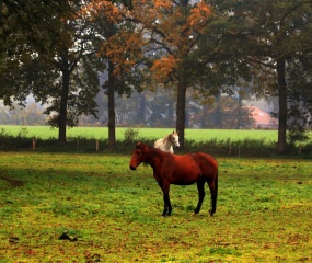 Herfstfoto door Astrid Velthuis