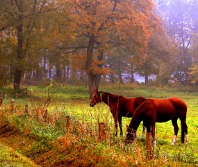 Herfstfoto door Astrid Velthuis