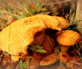 Herfstfoto door Astrid Velthuis