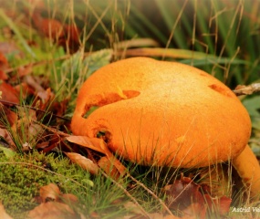 Herfstfoto door Astrid Velthuis