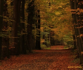 Herfstfoto door Astrid Velthuis