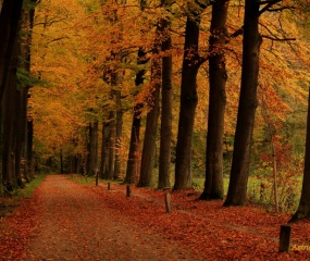 Herfstfoto door Astrid Velthuis