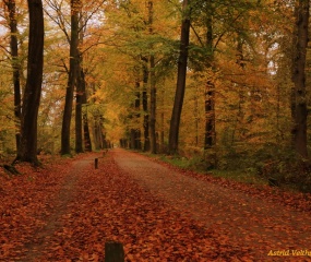 Herfstfoto door Astrid Velthuis