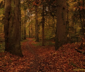 Herfstfoto door Astrid Velthuis