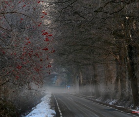 Winterwandeling door Astrid Velthuis