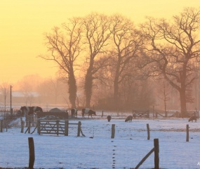 Winterwandeling door Astrid Velthuis