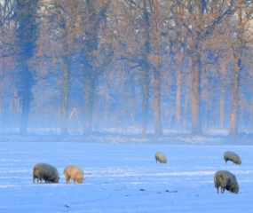 Winterwandeling door Astrid Velthuis