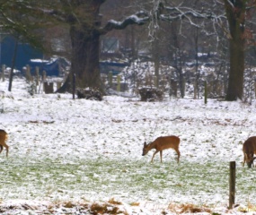 Wintersfeer door Astrid Velthuis