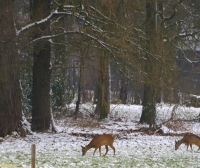 Wintersfeer door Astrid Velthuis