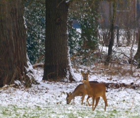 Wintersfeer door Astrid Velthuis