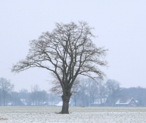 Wintersfeer door Astrid Velthuis