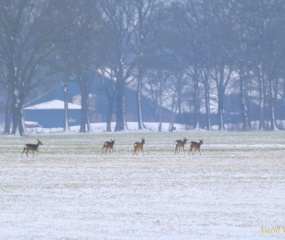 Wintersfeer door Astrid Velthuis