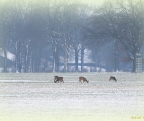 Wintersfeer door Astrid Velthuis