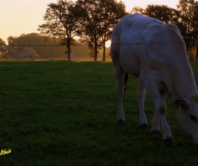 Indian Summer - het vervolg door Astrid Velthuis