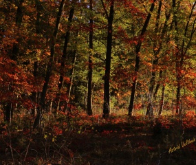 Indian Summer - het vervolg door Astrid Velthuis