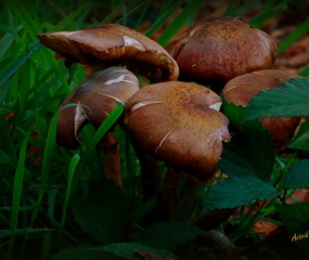 Indian Summer - het vervolg door Astrid Velthuis