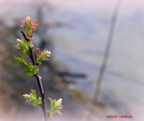 Astrid Velthuis - een Zondagmorgen in April