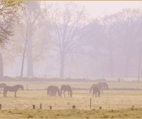 Zondagochtend-wandeling door Astrid Velthuis