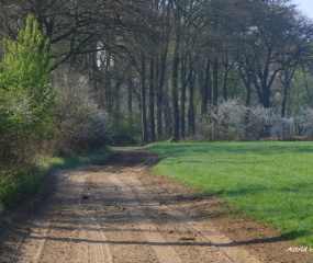 Zondagochtend-wandeling door Astrid Velthuis