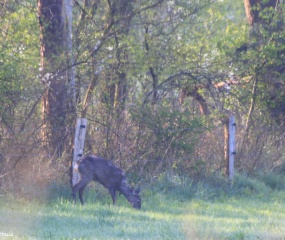 Zondagochtend-wandeling door Astrid Velthuis