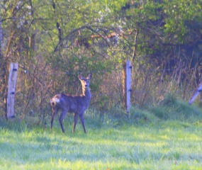 Zondagochtend-wandeling door Astrid Velthuis