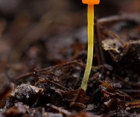 Oranje dwergmycena - Een 2 mm grote paddenstoel gefotografeerd in het Arboretum