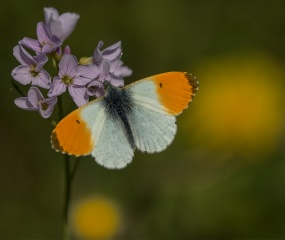 Oranjetipje man - Anthocharis cardamines