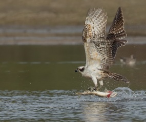 Visarend vangt snoek omgeving Gees