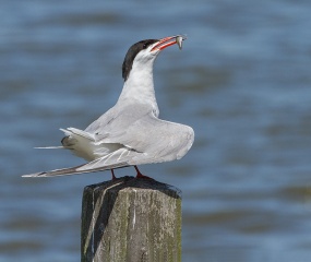 Visdiefje baltsgedrag - Sterna hirundo