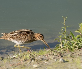 Watersnip - foeragerend langs waterkant Oelemars