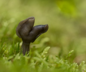 Zwarte kluifzwam - Kom je niet veel tegen in het bos