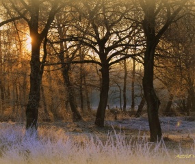 Winterlandschap rond Losser door Astrid Velthuis