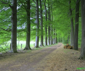 Pinksterwandelink in het Haagse Bos door Astrid Velthuis