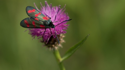 Leo Wijering: Zomerfoto's van de natuur