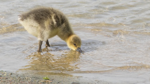 Leo Wijering: een lente met veel water