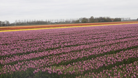 Een polder vol tulpenbollen