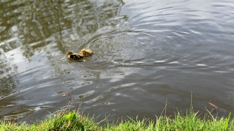 In de mei