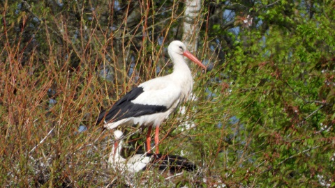 Losser, het ooievaarsdorp van Twente