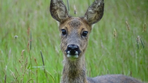 Rudi Nijmeijer, natuur rond Losser